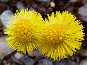coltsfoot, Flowers
