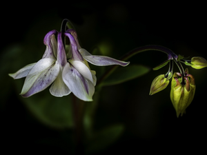 Dark Background, Flowers, columbine