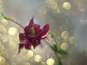 Colourfull Flowers, claret, columbine