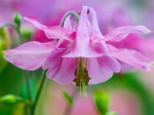 Close, Colourfull Flowers, columbine