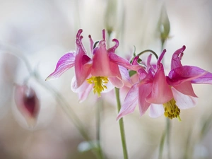 Colourfull Flowers, Pink, columbine