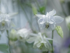 Colourfull Flowers, White, columbine