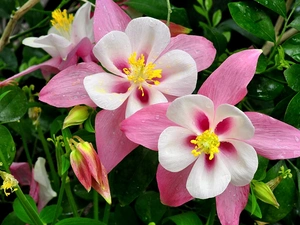 Flowers, White, columbine, pink