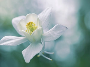 White, columbine, rapprochement, Colourfull Flowers