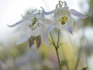 Columbines, Flowers