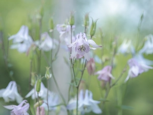 Columbines, Flowers, Pink