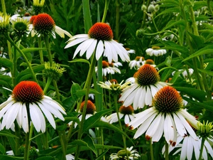 Flowers, echinacea