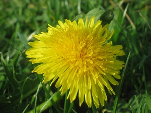 Common Dandelion, Close