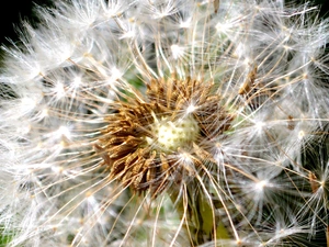 Common Dandelion