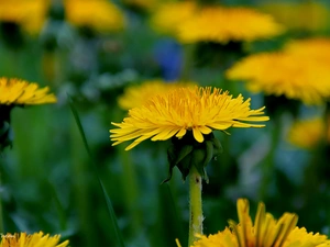Common Dandelion