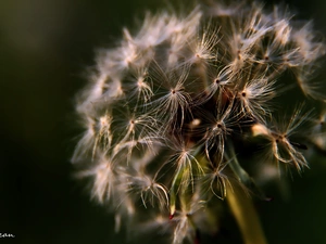 Common Dandelion, dandelion