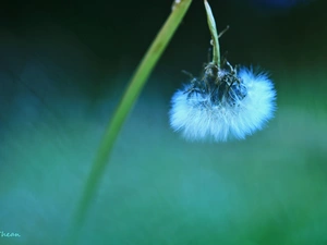 Common Dandelion, dandelion