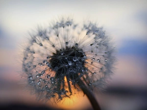 dandelion, Rosy, Common Dandelion, drops