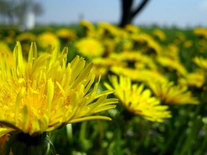 common, many, Dandelions