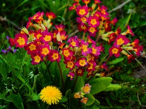 sow-thistle, Flowers, common, primrose, puffball, Spring