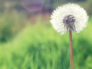 puffball, common