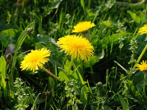 common, Yellow, puffball