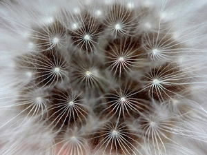 Seeds, dandelion, Common Dandelion