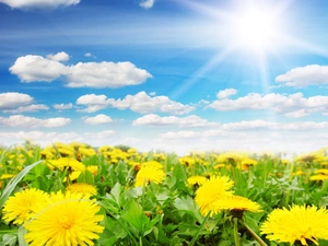 Spring, Sky, Common Dandelion, Meadow