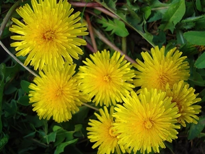 sow-thistle, puffball, common