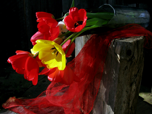 composition, Tulips, bouquet