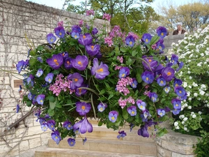 Flowers, crocuses, composition, pansies