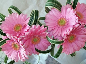 composition, Pink, gerberas