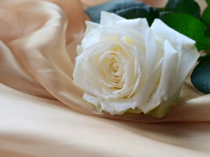 composition, White, rose