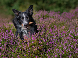 dog, cone, heathers, Border Collie