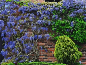 conifer, wall, wistaria