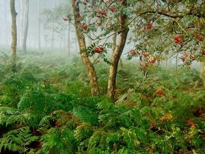 fern, forest, Fog, coppice, Plant, birch
