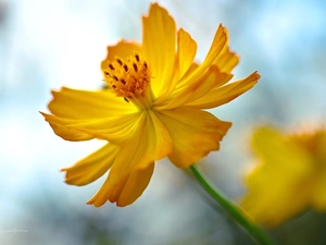 Yellow, Coreopsis, flakes, Colourfull Flowers