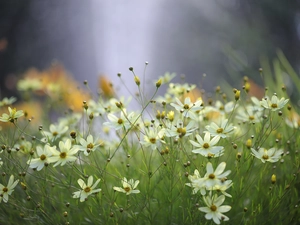 Flowers, Coreopsis Verticillata, Light yellow