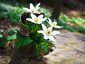 Flowers, Anemones, cork, White