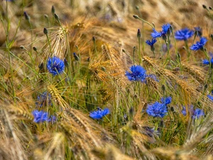 corn, Flowers, cornflowers