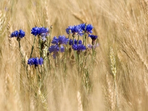 cornflowers, corn