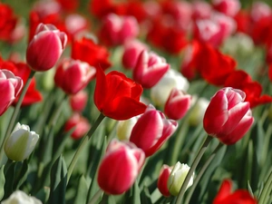 corn, Flowers, Tulips