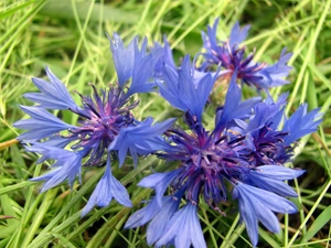 cornflowers