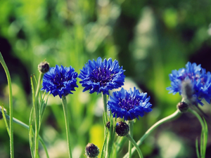 cornflowers