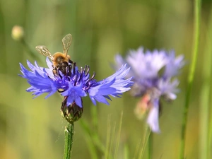 cornflowers, bee, Blue