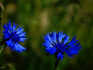 cornflowers, Flowers, Blue