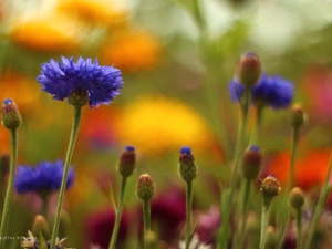 cornflowers, Blue