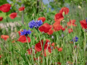 blurry background, papavers, cornflowers