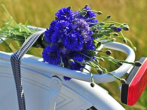 bouquet, frame, Bike, cornflowers