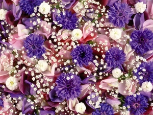 color, Flowers, cornflowers, different