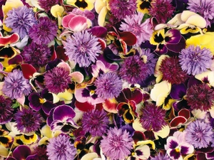 color, pansies, cornflowers, Flowers