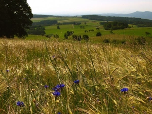 cornflowers, Field, corn