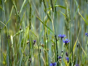 Flowers, corn, Ears, cornflowers