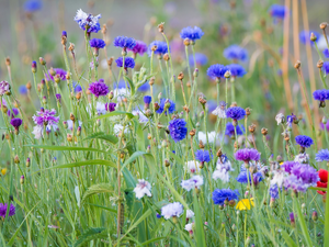 cornflowers, Meadow, Flowers