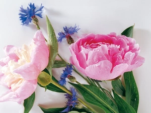 cornflowers, Peonies, flowers, Blue, bouquet